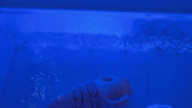 El Loro Blanco - Gastronomía y hostelería