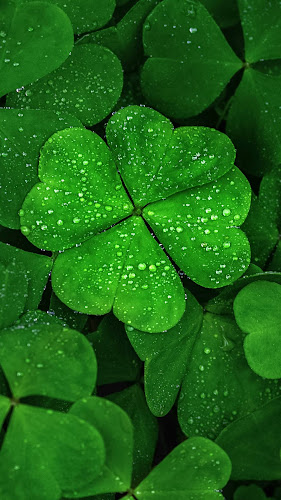 Comentarii opinii despre Cervecería Internacional Barley's