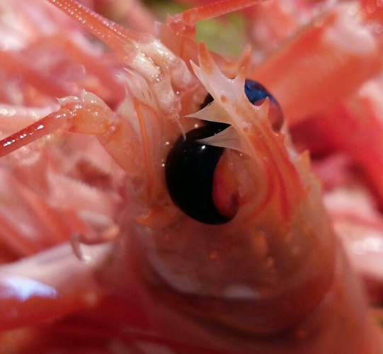 La gambeta - Gastronomía y hostelería