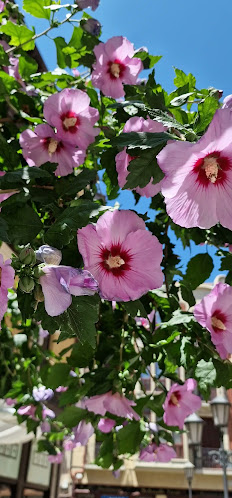 Café Viriato - Zamora