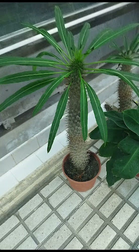 Mercado de Abastos Tiro de Línea Open Times