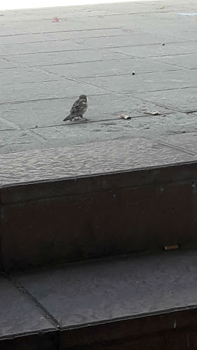 Cafetería SanTomás