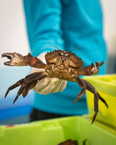 Pescado y Marisco Gallego COYOMAR - Gastronomía y hostelería