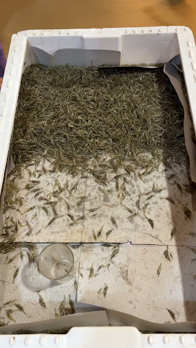 Mercado Abastos Chiclana - Gastronomía y hostelería