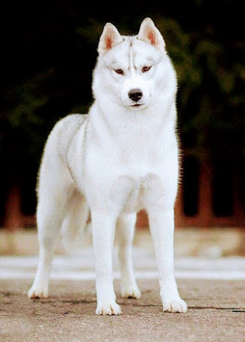 Restaurante X Bened - La Línea de la Concepción