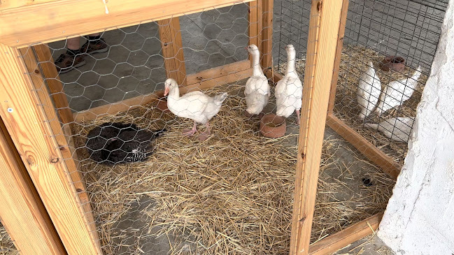 Mercat de Sineu - Palma de Mallorca