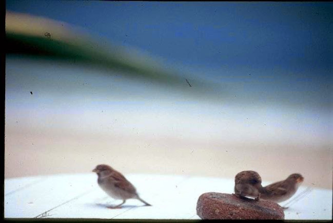 Playa de la Barrosa s/n San Vicente do Mar, 36988 O Grove, Pontevedra