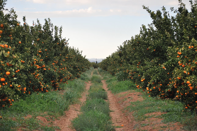 Encomendero Open Times