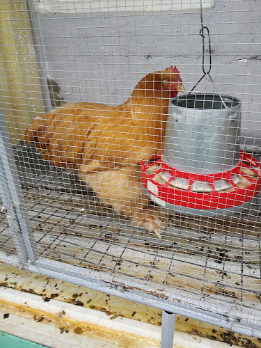 Comentarii opinii despre Restaurante La Cuchara Sabor Canario