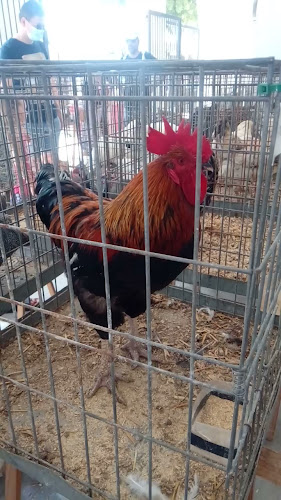 Mercat de Sineu - Gastronomía y hostelería