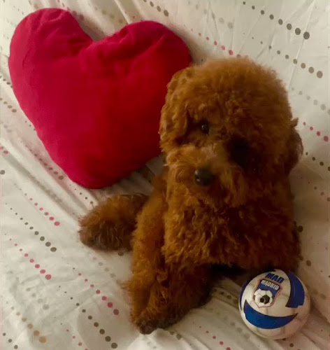 Pizzería La Competencia - Gijón