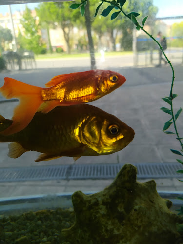 Restaurante Yong Tai Phone number