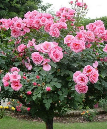 Comentarii opinii despre Iturrri Ardotegia