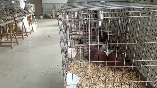 Comentarii opinii despre Mercat de Sineu