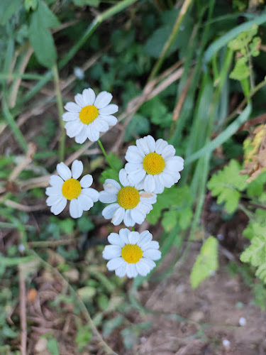 Comentarii opinii despre Arume