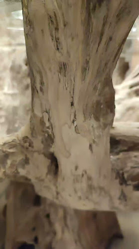 Comments and reviews of 555 Restaurante puerto