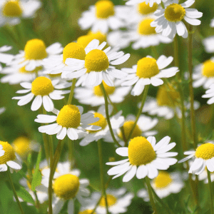 Spirit Natura - Tienda online de productos ecológicos