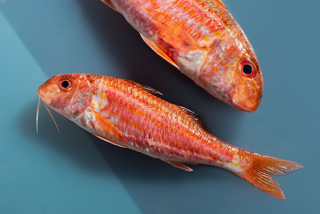 Pescadería EL ABRA Arraindegia - Gastronomía y hostelería