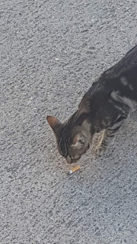 Friends 3 - Gastronomía y hostelería